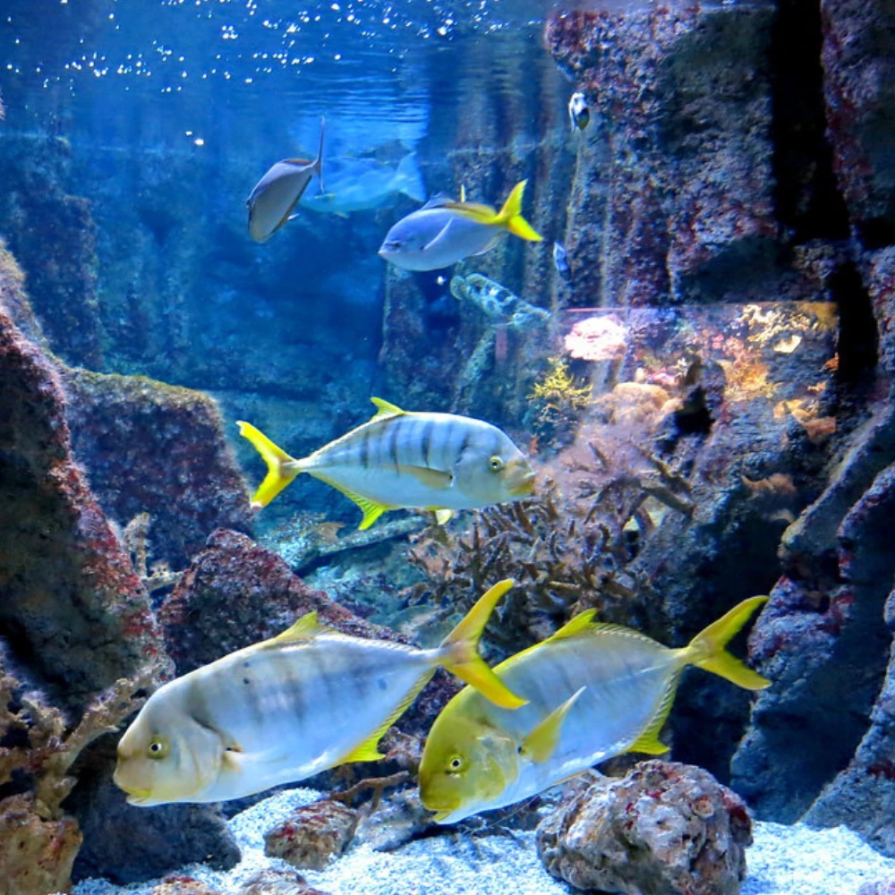 acuario-de-gijon-bioparc